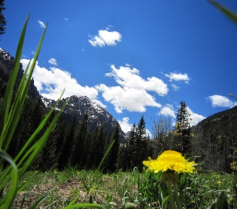 Dandelion and spring meadow in Bear Creek Canyon with snow-covered peaks above Telluride, Colorado