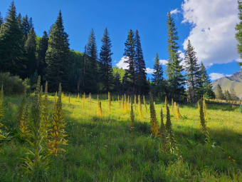 Colony of monument plants after flowering in Waterfall Canyon near Telluride, Colorado