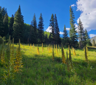 Colony of monument plants after flowering in Waterfall Canyon near Telluride, Colorado