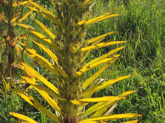 Close-up of a monument plant seed stalk after flowering in Waterfall Canyon near Telluride, Colorado