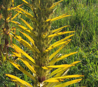 Close-up of a monument plant seed stalk after flowering in Waterfall Canyon near Telluride, Colorado