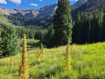 Monument plants after flowering in Waterfall Canyon near Telluride, Colorado