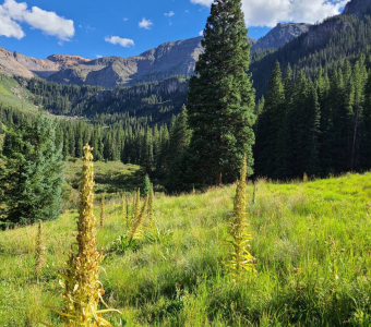 Monument plants after flowering in Waterfall Canyon near Telluride, Colorado