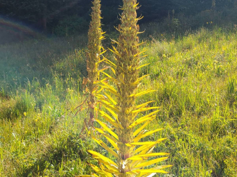 Two monument plants after flowering in Waterfall Canyon near Telluride, Colorado