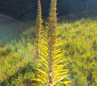 Two monument plants after flowering in Waterfall Canyon near Telluride, Colorado