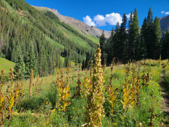 Monument plants after flowering in a Waterfall Canyon meadow near Telluride, Colorado