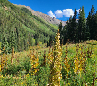 Monument plants after flowering in a Waterfall Canyon meadow near Telluride, Colorado