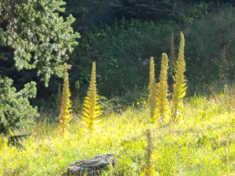 Sunlit monument plants after flowering in Waterfall Canyon near Telluride, Colorado