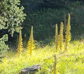 Sunlit monument plants after flowering in Waterfall Canyon near Telluride, Colorado