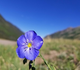 Lewis Flax Wildflower in Ophir, Colorado