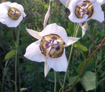 Gunnison's Mariposa Lily near Telluride, Colorado