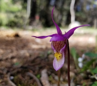 Fairy Slipper (Calypso Orchid) near Telluride, Colorado