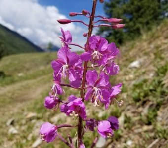 Fireweed (Chamerion angustifolium) – Telluride Colorado Wildflower