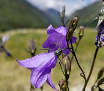 Harebell (Campanula rotundifolia) – Telluride Colorado Wildflower