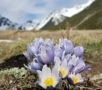 Mountain Pasqueflower (Pulsatilla patens) near Ophir, Colorado