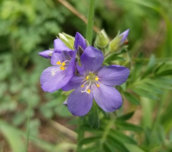 Showy Jacob's ladder (Polemonium pulcherrimum) – Colorado