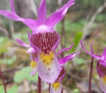 Fairy slipper orchid (Calypso bulbosa) – Colorado