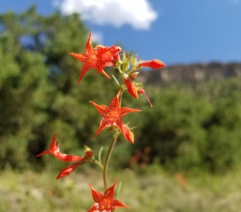 Scarlet Gilia (Ipomopsis aggregata) – Telluride Colorado Wildflower