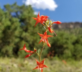 Scarlet Gilia (Skyrocket) Wildflower near Telluride