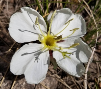 Gunnison's mariposa lily (Calochortus gunnisonii) with grasshopper – Colorado