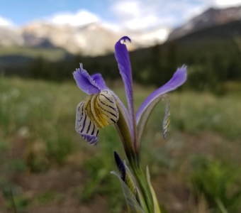 Rocky Mountain Iris near Telluride, Colorado