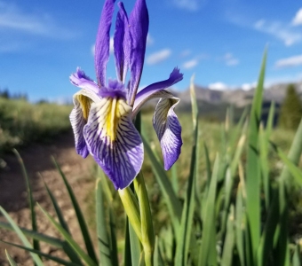 Rocky Mountain Iris Wildflower in the San Juan Mountains