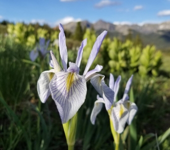 Rocky Mountain Iris near Lizard Head Pass, Colorado