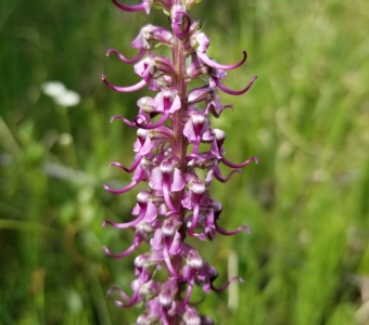 Elephant's Head Wildflower near Telluride, Colorado