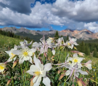 Colorado Blue Columbine Wildflowers near Telluride