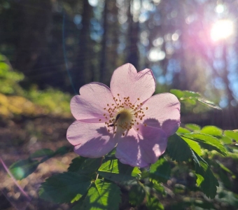 Wild Rose (Woods' Rose) near Telluride