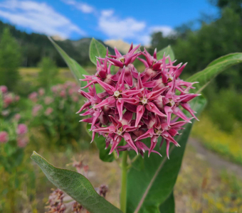 Showy Milkweed near Telluride, Colorado