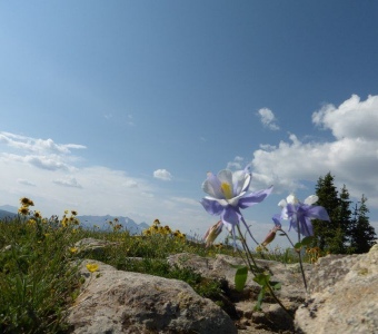 Colorado Blue Columbine (Aquilegia coerulea) – Alpine Wildflowers near Telluride Colorado