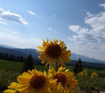  Orange Sneezeweed (Hymenoxys hoopesii) – Telluride Colorado Wildflower
