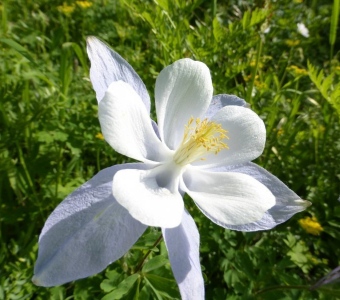 Colorado Blue Columbine (Aquilegia coerulea) – Telluride Colorado Wildflower