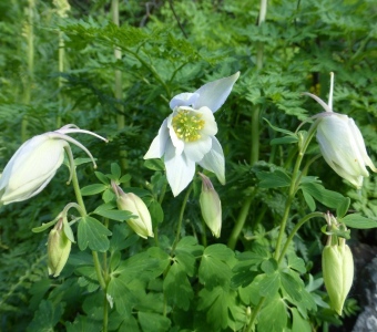 Colorado Blue Columbine (Aquilegia coerulea) – White Form – Telluride Colorado