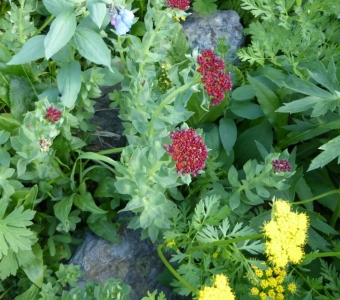 King's Crown, Mountain Bluebells and Alpine Wildflowers