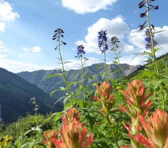Subalpine Larkspur and Paintbrush – San Juan Mountains near Telluride Colorado