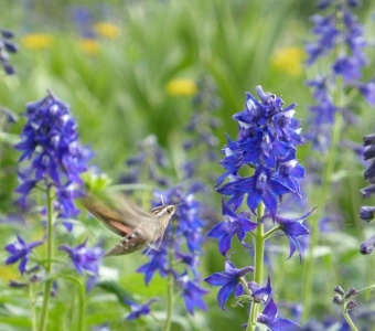 Subalpine Larkspur with White-lined Sphinx Moth – Telluride Colorado