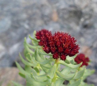 King's Crown Wildflower in the San Juan Mountains