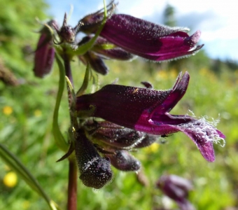Whipple's Penstemon (Penstemon whippleanus) near Ophir, Colorado