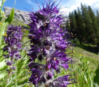 Silky Phacelia (Phacelia sericea) near Ophir, Colorado