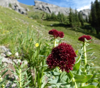 King's Crown Wildflowers in Waterfall Canyon near Ophir