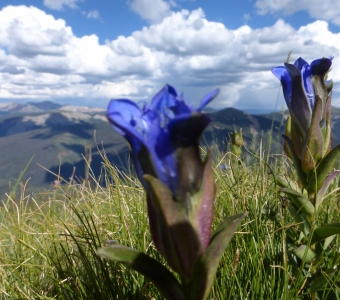 Parry's gentian (Gentiana parryi) – San Juan Mountains Colorado