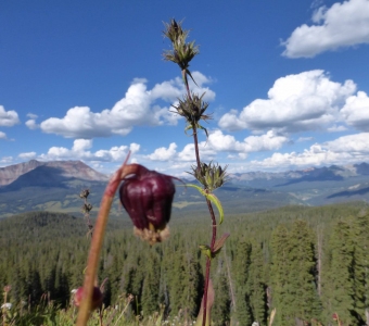 Whipple's penstemon (Penstemon whippleanus) after flowering – San Juan Mountains Colorado