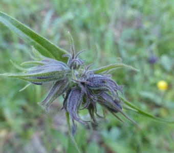 Whipple's Penstemon (Penstemon whippleanus) Seed Pods – Telluride Colorado