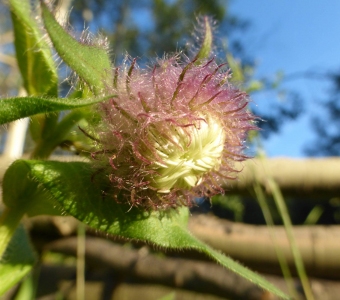 Developing wildflower seed head with fine silky hairs and reddish hooked styles, San Juan Mountains near Telluride, Colorado