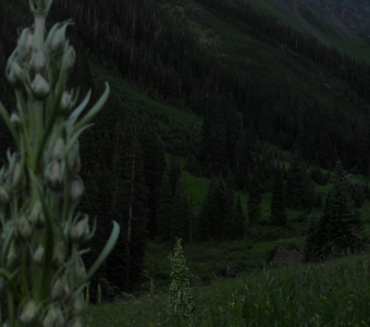 Green Gentian in Bud – San Juan Mountains near Telluride Colorado
