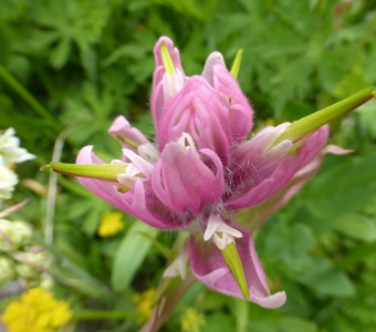 Rosy Paintbrush (Castilleja rhexiifolia) – Telluride Colorado Wildflower