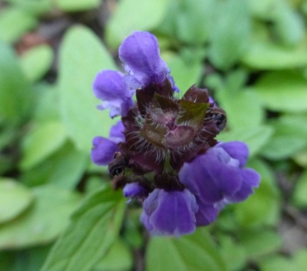 Self-heal (Prunella vulgaris) – Colorado wildflower
