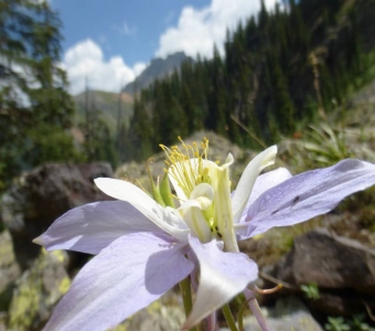 Colorado Blue Columbine (Aquilegia coerulea) – San Juan Mountains near Telluride Colorado